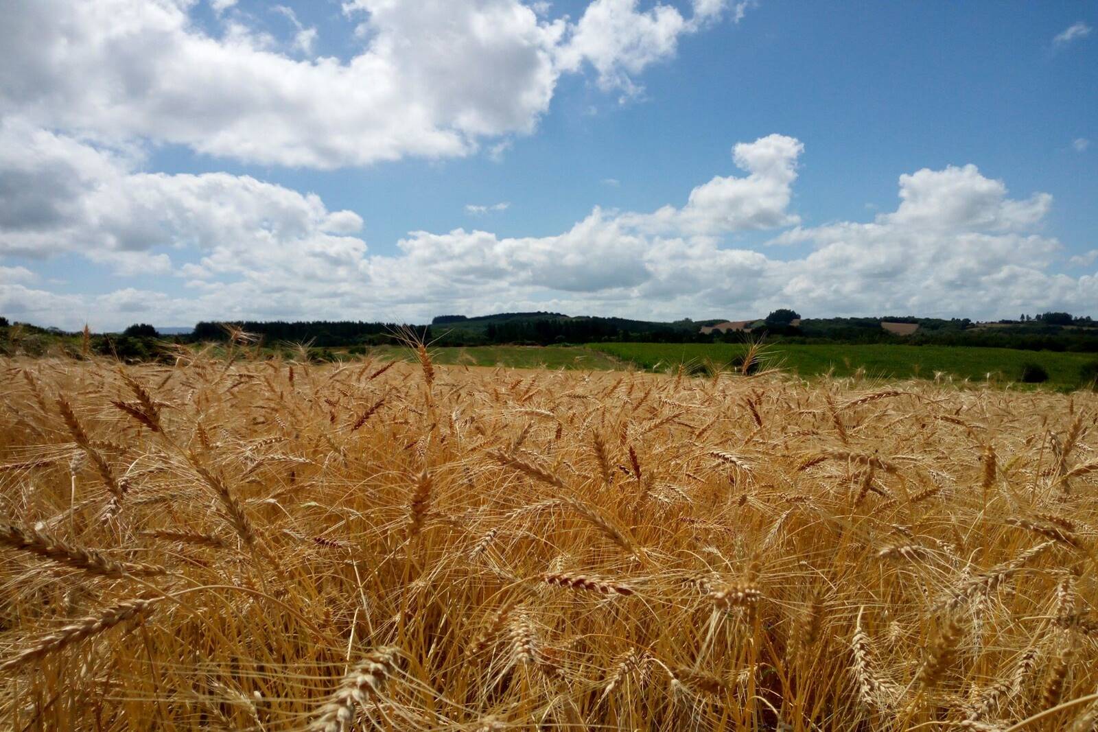 Itinerary photo: French Way on foot from León to Santiago: 14 stages