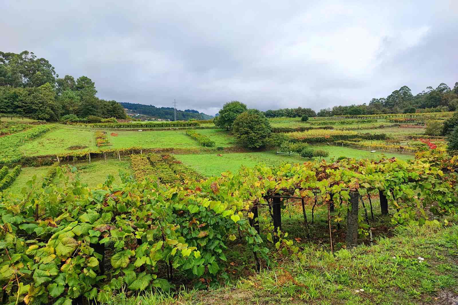 foto del viaje: Camino Portugués a pie desde Tui hasta Santiago variante Espiritual y Traslatio : 7 etapas